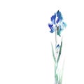 Isolated iris flower