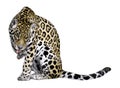 Isolated jaguar of licking the leg