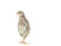 Isolated Japanese quail on white background Royalty Free Stock Photo