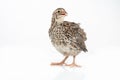 Isolated Japanese quail on white background Royalty Free Stock Photo