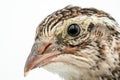 Isolated Japanese quail on white background Royalty Free Stock Photo