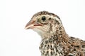 Isolated Japanese quail on white background Royalty Free Stock Photo