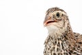 Isolated Japanese quail on white background Royalty Free Stock Photo