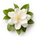Isolated Jasmine Flower With Green Leaves On White Background