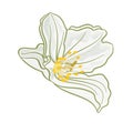 Isolated Jasmine flower vector