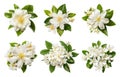 Isolated jasmine flowers on transparent background