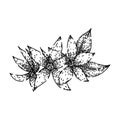 isolated jasmine sketch hand drawn vector Royalty Free Stock Photo