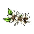 isolated jasmine sketch hand drawn vector Royalty Free Stock Photo