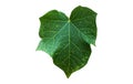 Isolated jatropha curcas leaf