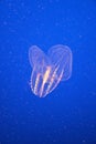 Isolated jellyfish