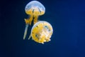 Jellyfish marine sealife floating on blue