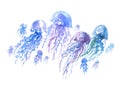 Isolated jellyfish groop watercolor illustration. Royalty Free Stock Photo