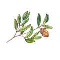 Isolated jojoba branch