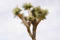 Isolated Joshua tree, desert plant Royalty Free Stock Photo