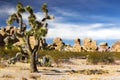 Isolated Joshua Tree Mojave Desert Bright Sunny Day Landscape Scenic View Southern California USA