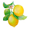 isolated juicy fruits lemons hand-drawn with paints