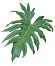 Isolated Jungle Leaf