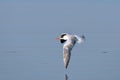 Isolated juvenile Caspian Tern flying