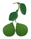 Isolated kaffir lime on white background