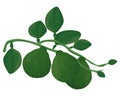 Isolated kaffir lime on white background