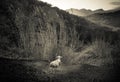 Isolated lamb gazing hills at La Garrotxa, Spain.