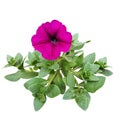 Isolated larg pink petunia flower on a white background