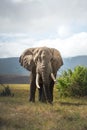 Isolated large adult male elephant Elephantidae at grassland conservation area of Ngorongoro crater. Wildlife safari concept.