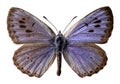 Isolated large blue butterfly Royalty Free Stock Photo