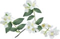 Isolated large jasmin branch illustration