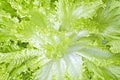 Isolated head of fresh lettuce close up Royalty Free Stock Photo