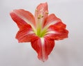 Isolated large red flower of amaryllis hippeastrum Royalty Free Stock Photo