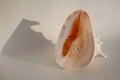 Isolated large sea shell Cassis cornuta Royalty Free Stock Photo