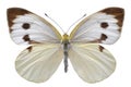 Isolated Large White butterfly