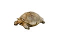 Isolated the largest African spurred tortoise or Centrochelys sulcata cutout on white background. Royalty Free Stock Photo