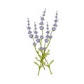 Isolated lavender flower bouguet