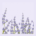 Isolated lavender flower bouguet