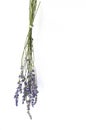 Isolated lavender flower bouque white background