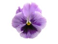 Isolated Lavender Pansy Royalty Free Stock Photo