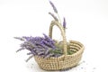 Isolated lavender (lavender in a basket) lavender close up