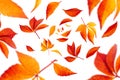 Isolated leaf collection. Falling Autumn Leaves on white background. Selective focus Royalty Free Stock Photo