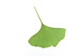 Isolated leaf of gingko biloba Royalty Free Stock Photo