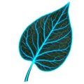 Isolated Leaf with Intricate Blue Vein Pattern Detailed Botanical Illustration Royalty Free Stock Photo