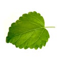 Isolated leaf of lemon balm Royalty Free Stock Photo