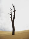 Isolated leafless bald deserted dry dead tree trunk log stump stub branch erosion on slopes of sand Dune of Pilat France