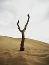 Isolated leafless bald deserted dry dead tree trunk log stump stub branch erosion on slopes of sand Dune of Pilat France Royalty Free Stock Photo