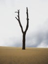 Isolated leafless bald deserted dry dead tree trunk log stump stub branch erosion on slopes of sand Dune of Pilat France Royalty Free Stock Photo