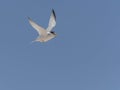 Least Tern in Flight on a Blue Sky Royalty Free Stock Photo