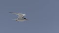 Least Tern Soaring on a Blue Sky Royalty Free Stock Photo