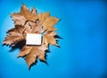 Isolated leaves on a blue background and blank message paper