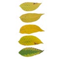 Isolated leaves. Collection of multicolored fallen autumn leaves isolated on white backgroundIsolated leaves. Collection of multic